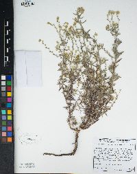 Cryptantha muricata var. denticulata image