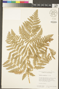 Pteridium aquilinum image