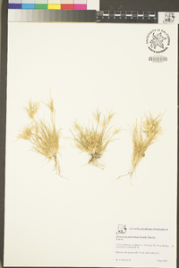 Dasyochloa pulchella image