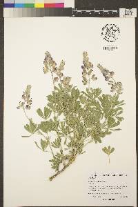 Image of Lupinus albifrons