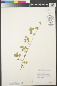 Clinopodium douglasii image