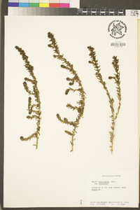 Suaeda taxifolia image
