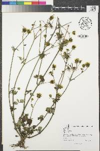 Bidens pilosa image