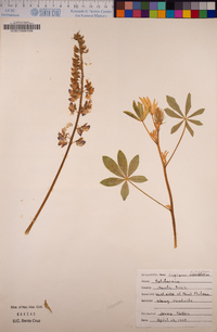 Lupinus latifolius image