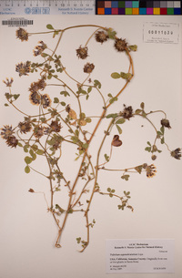 Trifolium variegatum var. major image