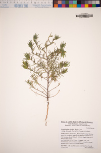 Cordylanthus rigidus subsp. littoralis image
