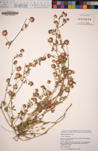 Trifolium polyodon image