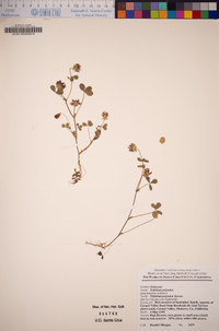 Trifolium polyodon image