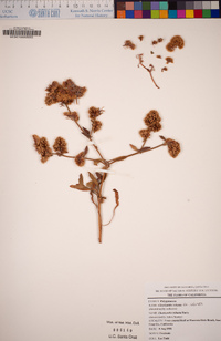 Chorizanthe robusta var. robusta image