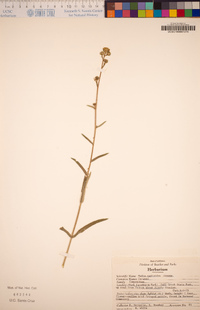 Anisocarpus madioides image