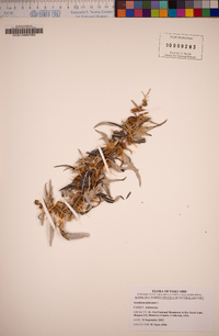 Xanthium spinosum image