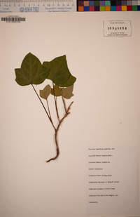 Hedera helix image