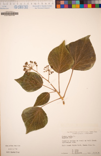 Hedera helix image