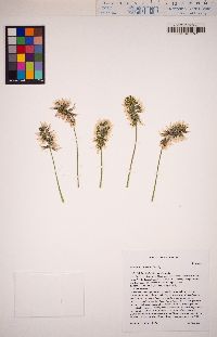 Astragalus agnicidus image