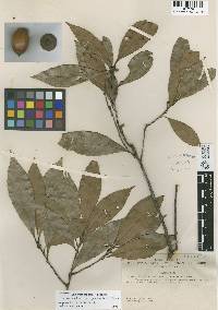 Image of Quercus blakei