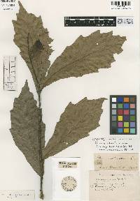 Image of Quercus chinantlensis