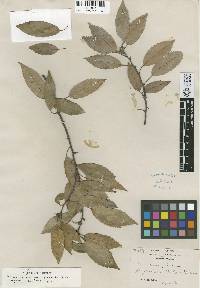 Image of Quercus ciliaris