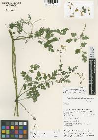Image of Corydalis ampelos