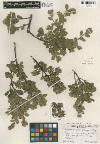 Arctostaphylos pacifica image