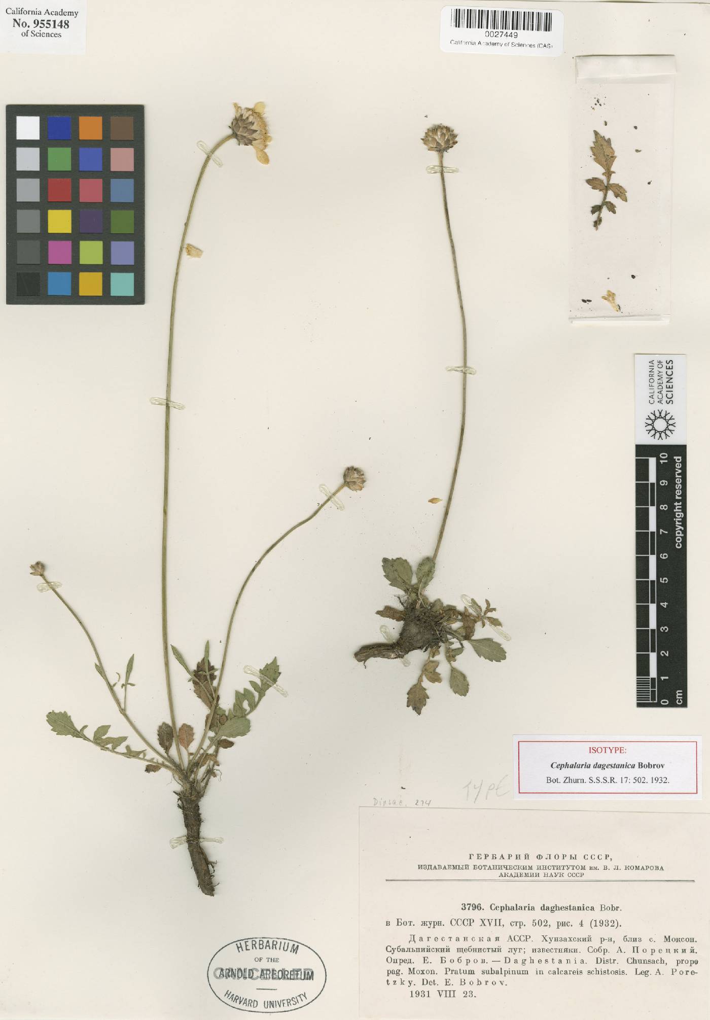 Cephalaria dagestanica image