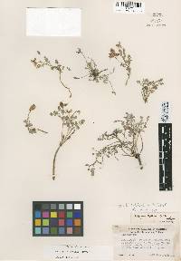 Astragalus ravenii image