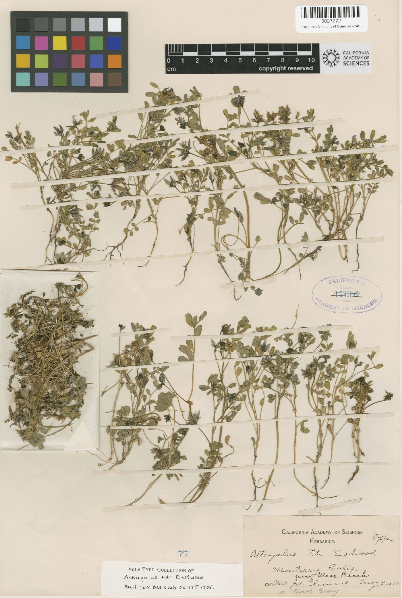 Astragalus tener var. titi image