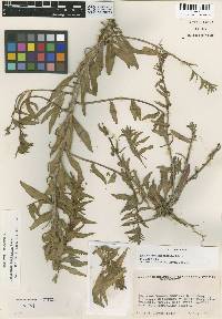 Camissoniopsis hardhamiae image