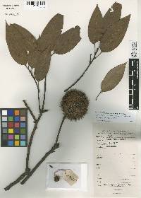 Image of Castanopsis kawakamii