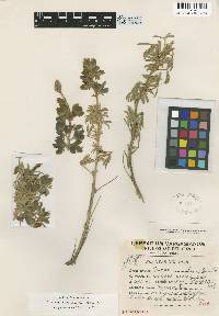 Image of Lupinus adinoanthus