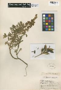 Image of Lupinus archeranus