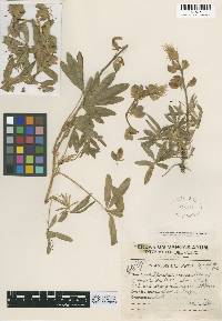 Image of Lupinus ampaiensis