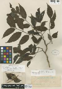 Image of Leea pauciflora