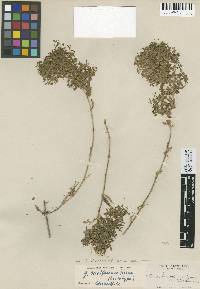 Galium buxifolium image
