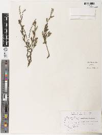 Heliotropium anderssonii image