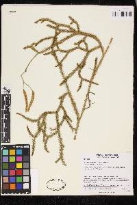 Lycopodium clavatum image