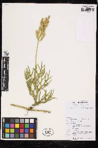 Lycopodium clavatum image