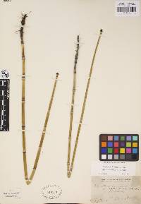 Equisetum hyemale subsp. affine image