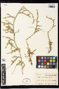 Lycopodium clavatum image