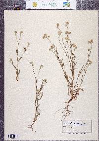 Cryptantha ambigua image