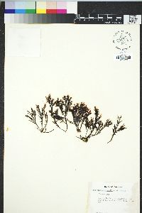 Image of Cryptosiphonia woodii