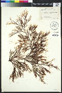 Image of Leptocladia binghamiae