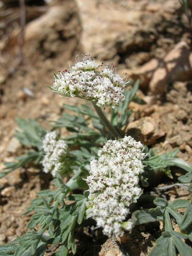 Lomatium image