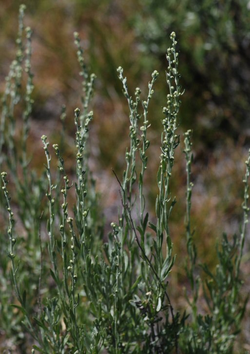 Artemisia rothrockii image