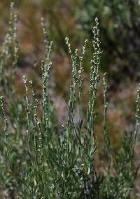 Image of Artemisia rothrockii