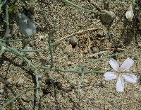 Image of Stephanomeria exigua
