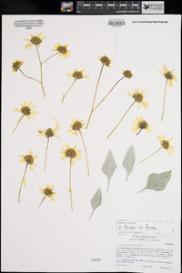 Encelia farinosa var. farinosa image