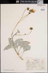 Encelia farinosa image