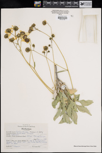 Encelia farinosa image