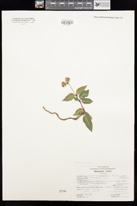 Chimaphila menziesii image