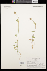 Trifolium albopurpureum image